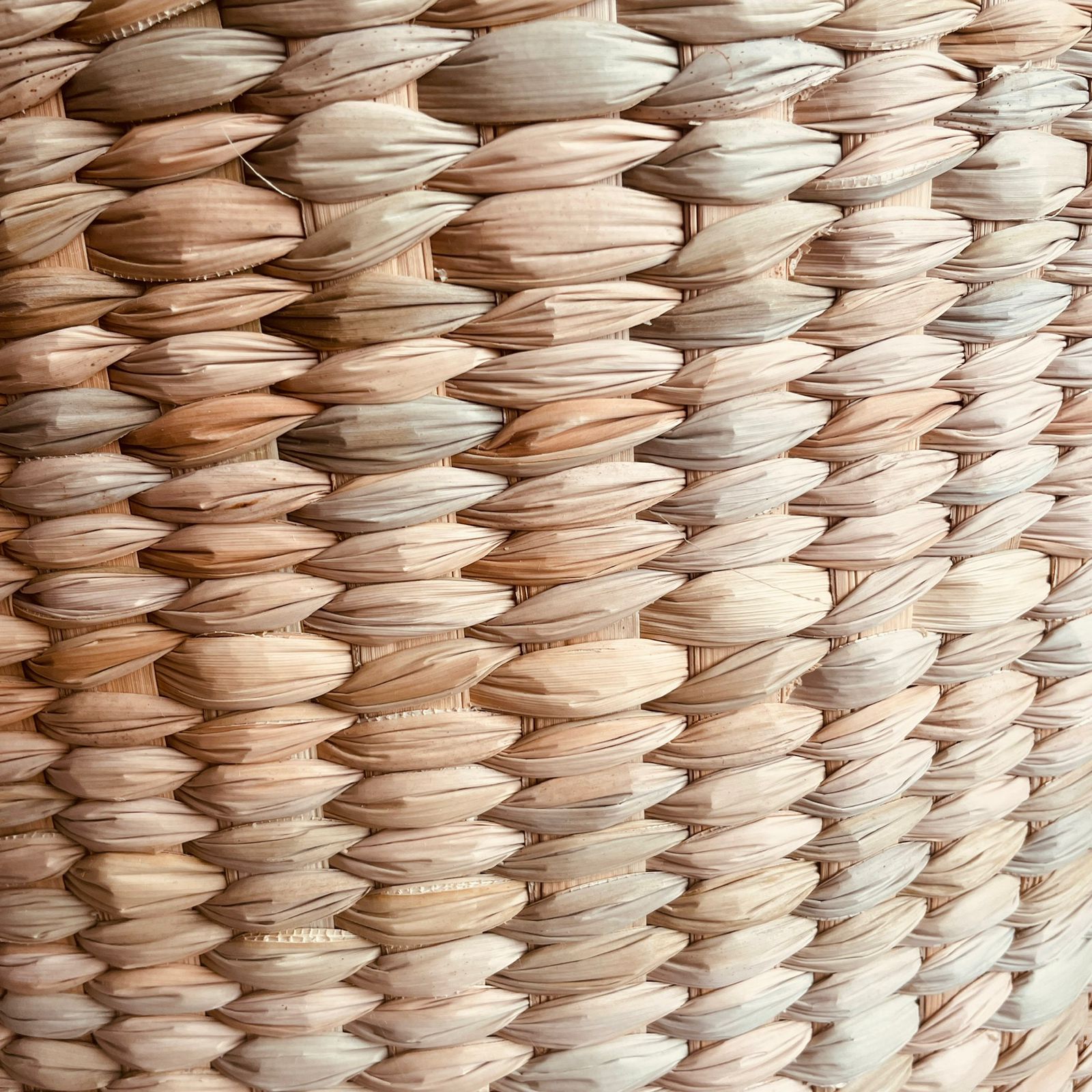 CESTA ENEA: imagen 4